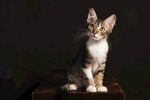 猫              