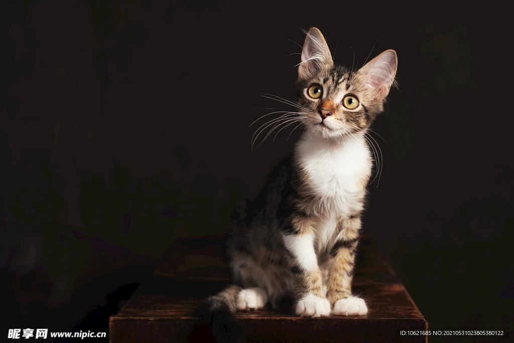 猫              