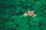 猫              