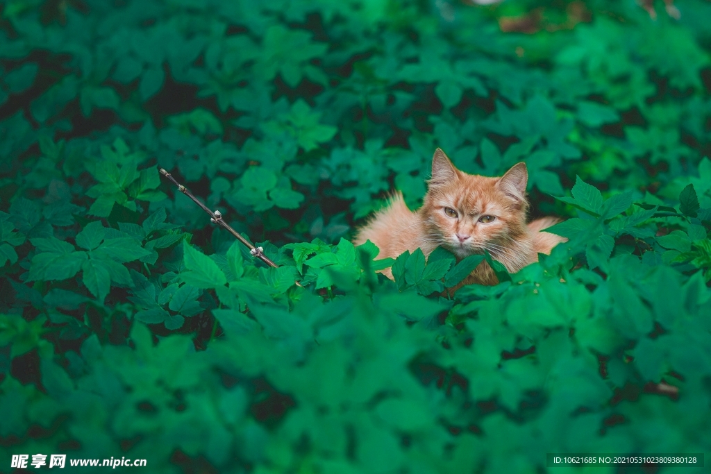 猫              