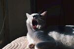 猫              