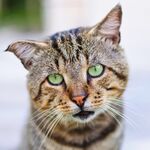 猫              