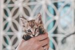 猫              