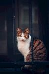 猫              