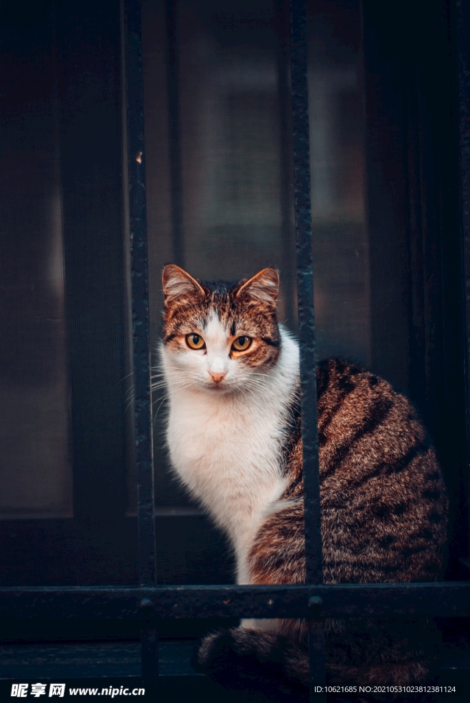 猫              