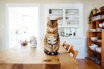猫              