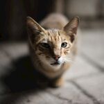 猫              