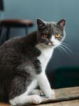 猫              