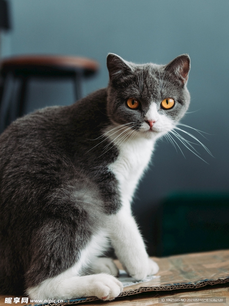 猫              