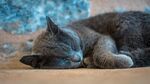 猫              