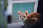 猫              