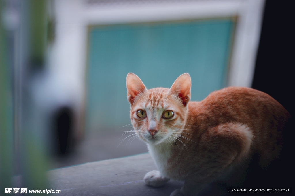 猫              