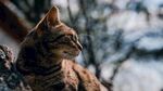 猫              
