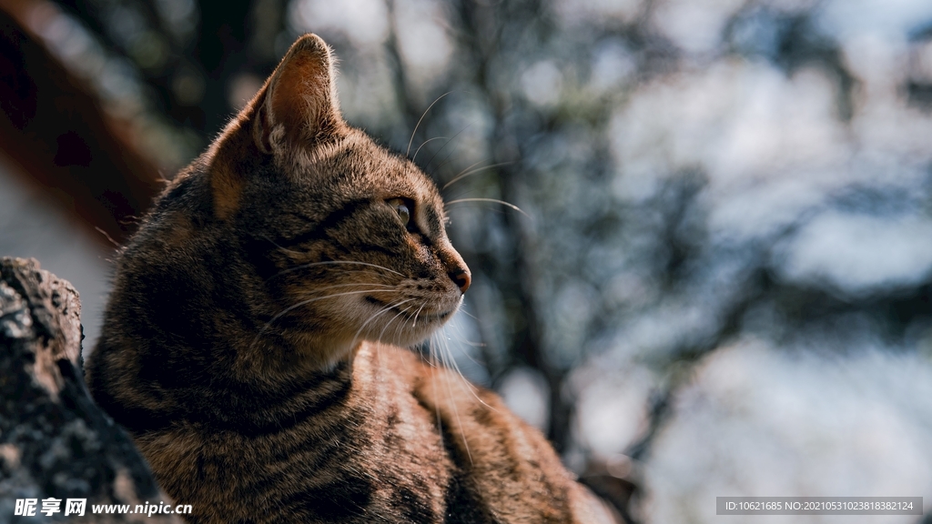 猫              