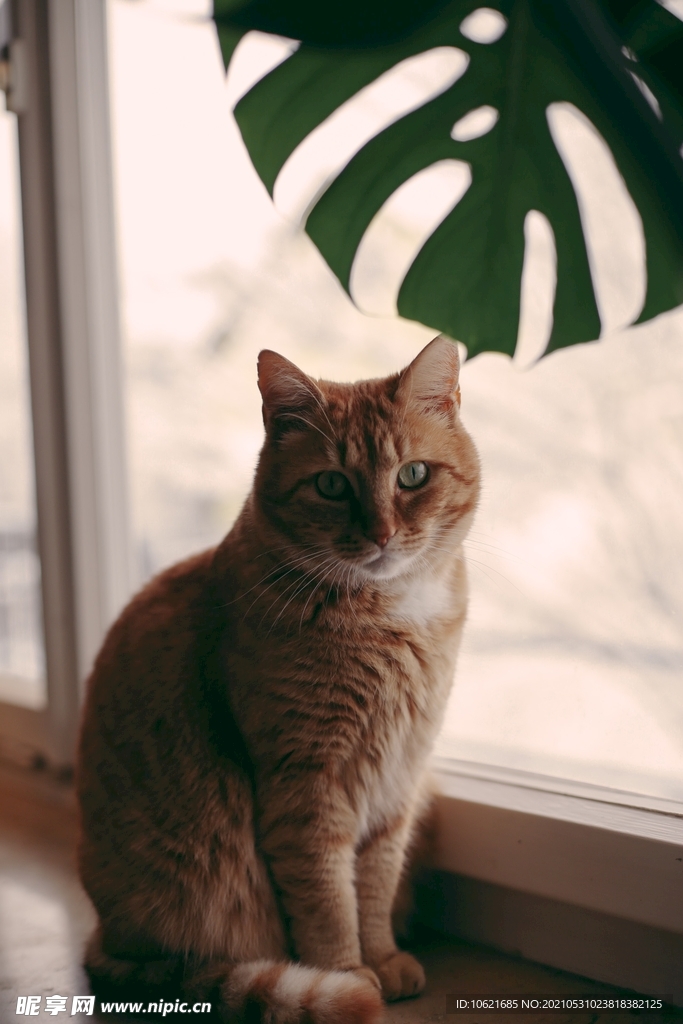 猫              