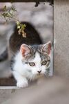 猫              