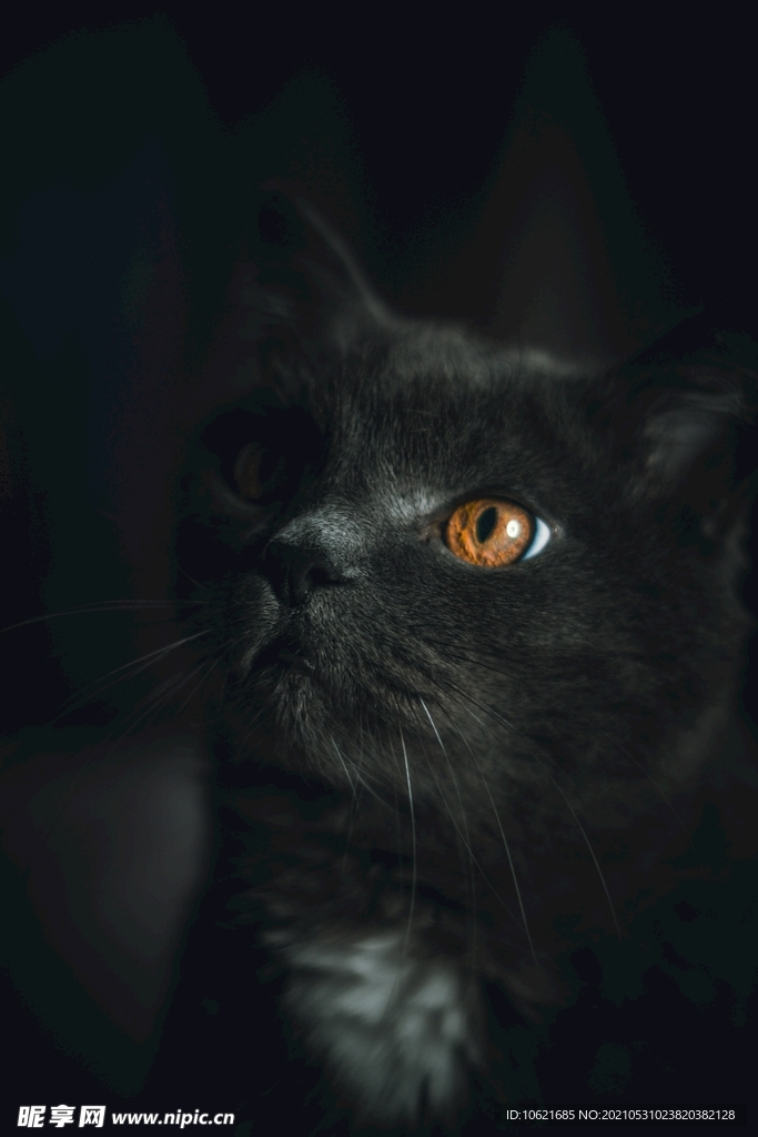 猫              