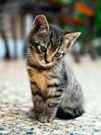 猫              