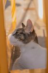 猫              