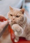 猫              