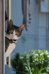 猫              