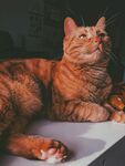 猫              