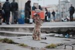 猫              