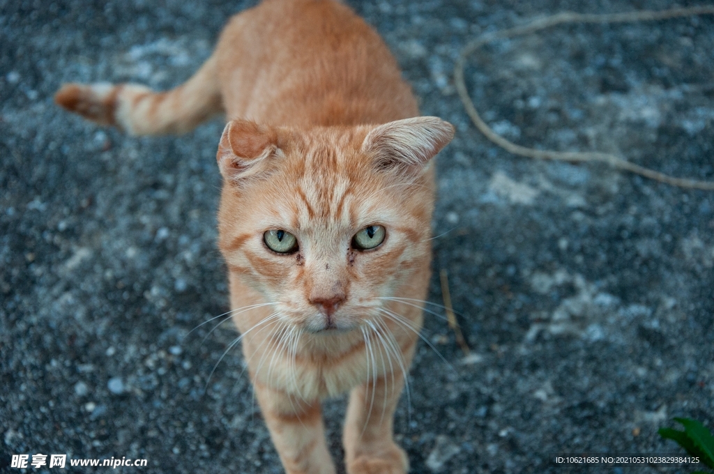 猫              