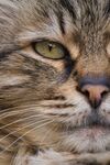 猫              