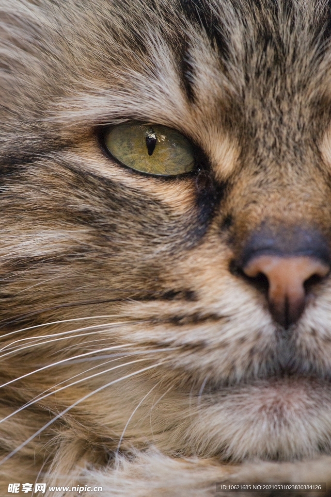 猫              