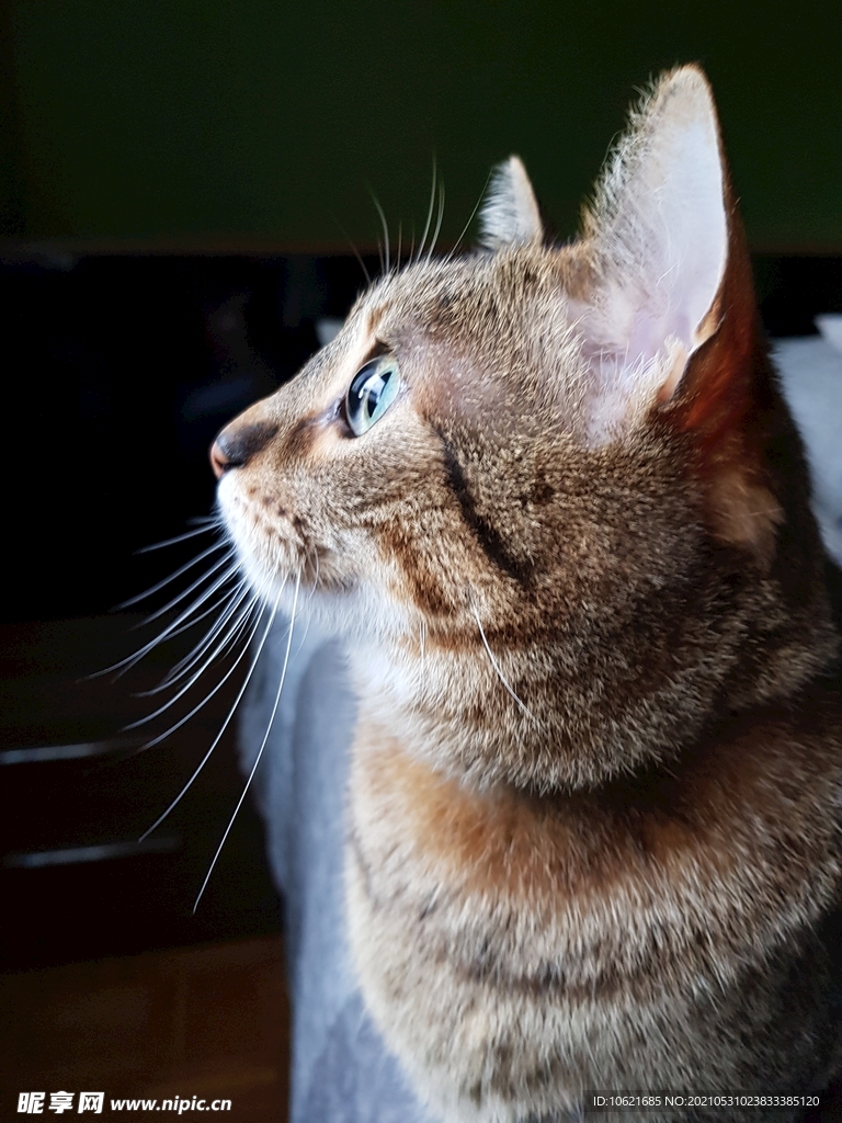 猫              