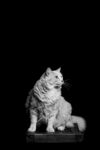 猫              