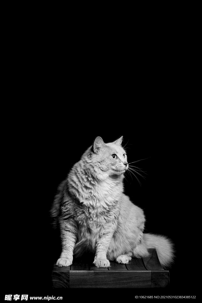 猫              