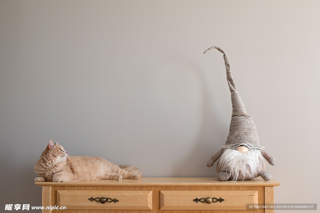 猫              
