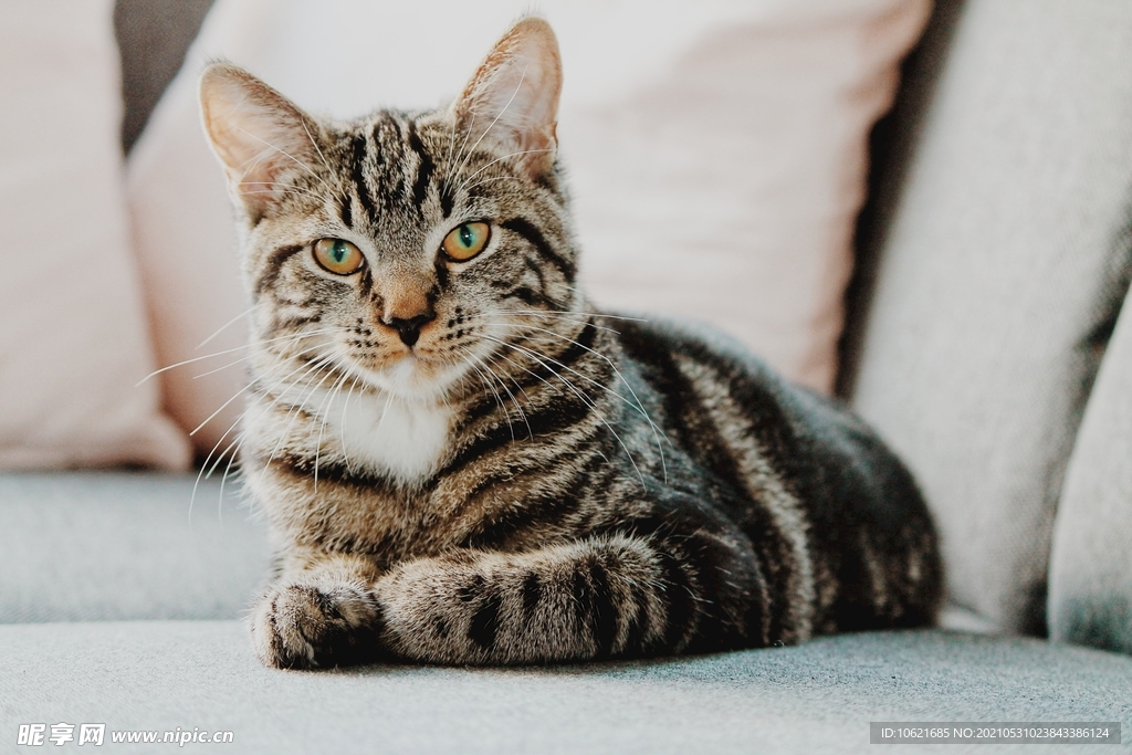 猫              