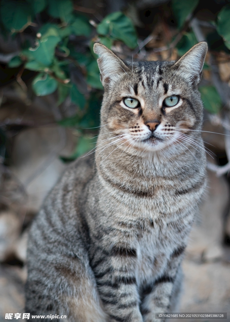 猫              