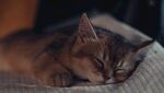 猫              