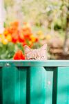 猫              
