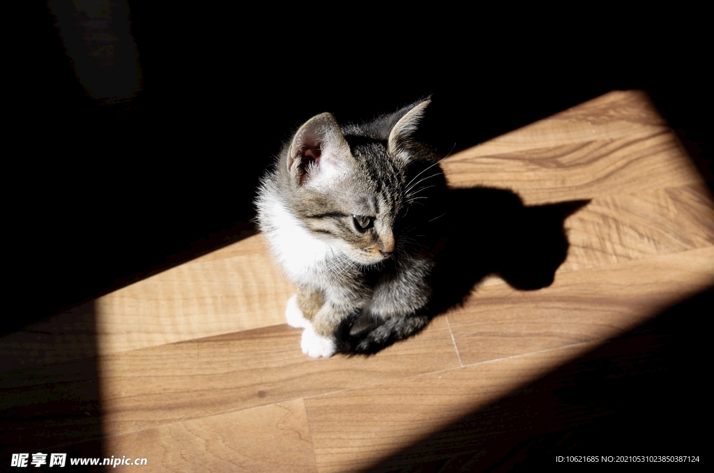 猫              