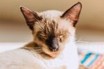 猫              
