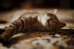 猫              
