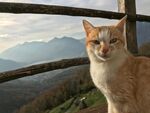 猫              