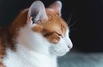 猫              
