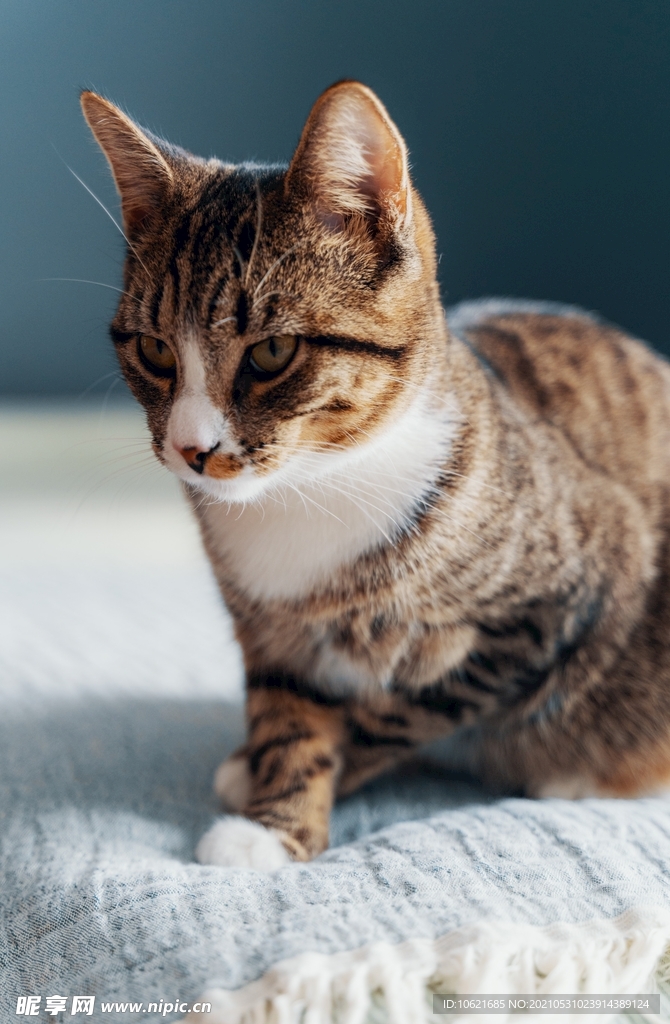 猫              