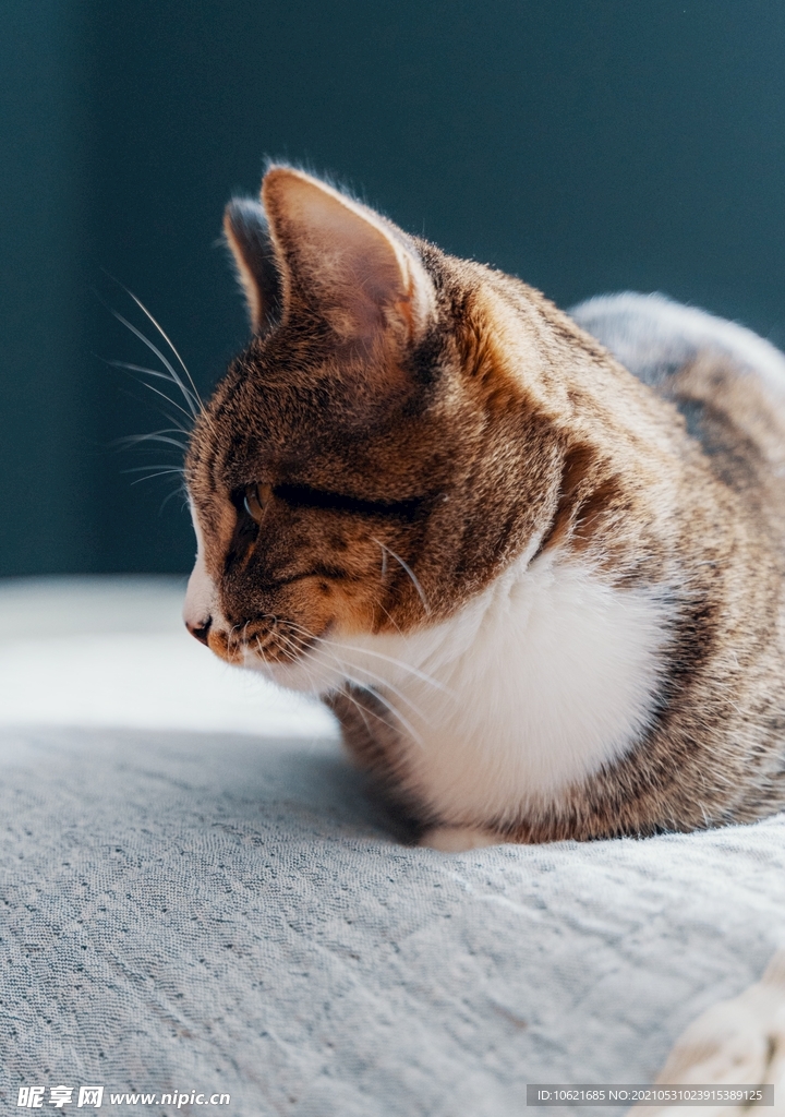 猫              