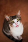 猫              