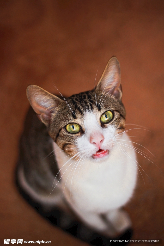 猫              