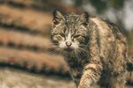 猫              