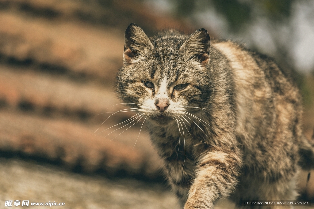 猫              
