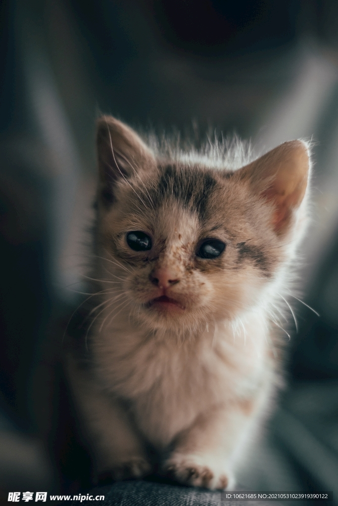 猫              
